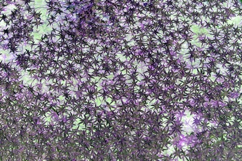 N 018